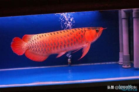 龍魚寓意|什麼是龍魚？龍魚文化及龍魚風水解說